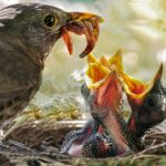 Popular Winter Bird Feeding Activities in Kentucky