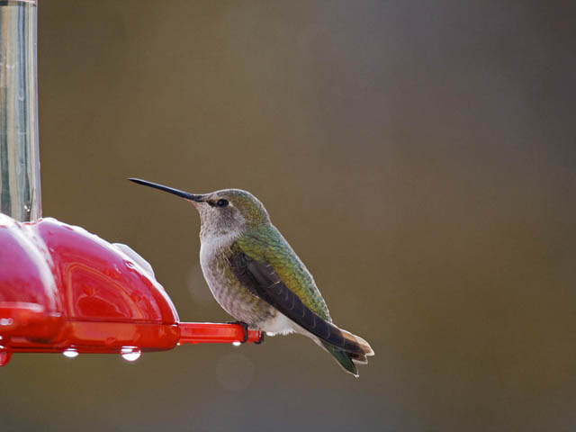 Properly Maintained Hummingbird Feeders are not Bad for Hummingbirds