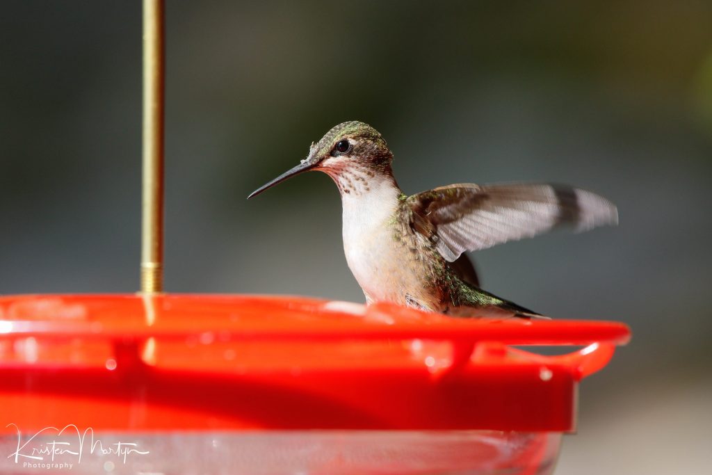 Properly Maintained Hummingbird Feeders are not Bad for Hummingbirds