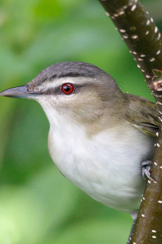 Red-eyed birds in North America