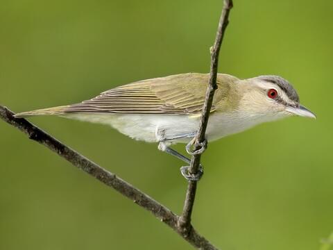 Red-eyed birds in North America