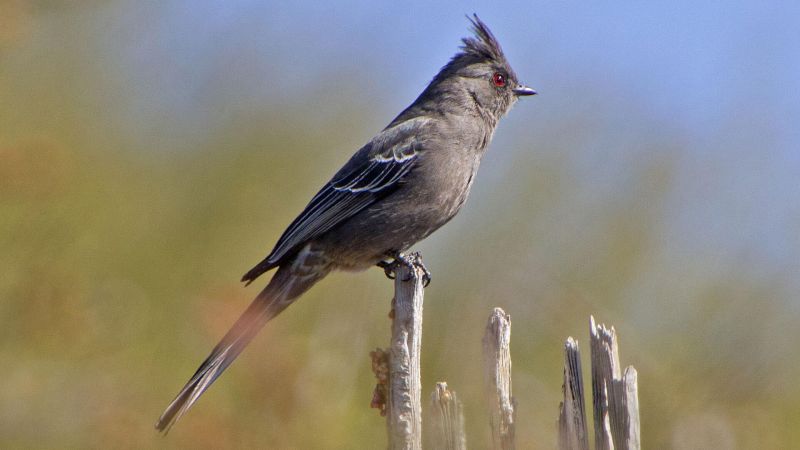 Red-eyed birds in North America