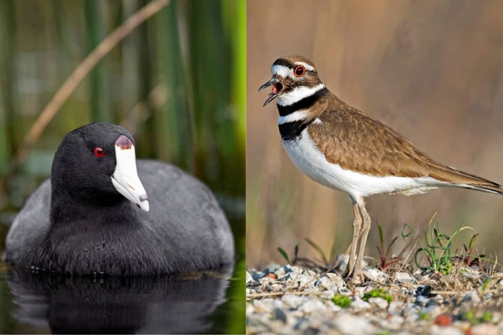 Red-eyed birds in North America