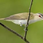 Red-eyed birds in North America