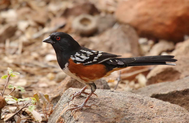 Red-eyed birds in North America