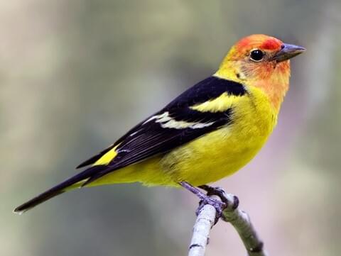 Red, Orange, and Yellow Birds of Arizona