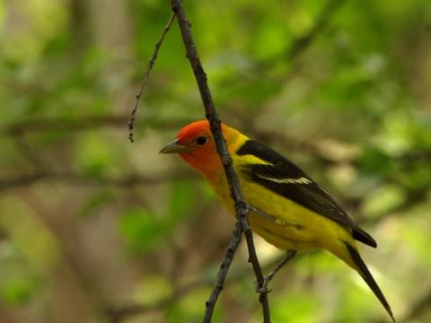 Red, Orange, and Yellow Birds of Arizona