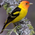 Red, Orange, and Yellow Birds of Arizona