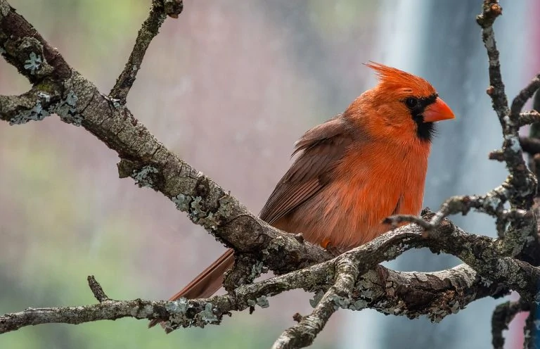 Red, Orange, and Yellow Birds of Maryland: A Colorful Guide