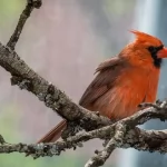 Red, Orange, and Yellow Birds of Maryland: A Colorful Guide