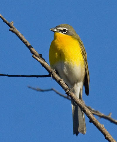 Red, Orange, and Yellow Birds of Maryland: A Colorful Guide