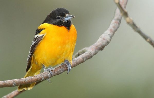 Red, Orange, and Yellow Birds of Maryland: A Colorful Guide