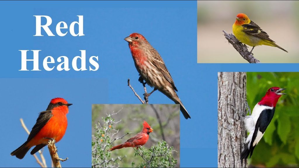 Red, Orange, and Yellow Birds of Massachusetts