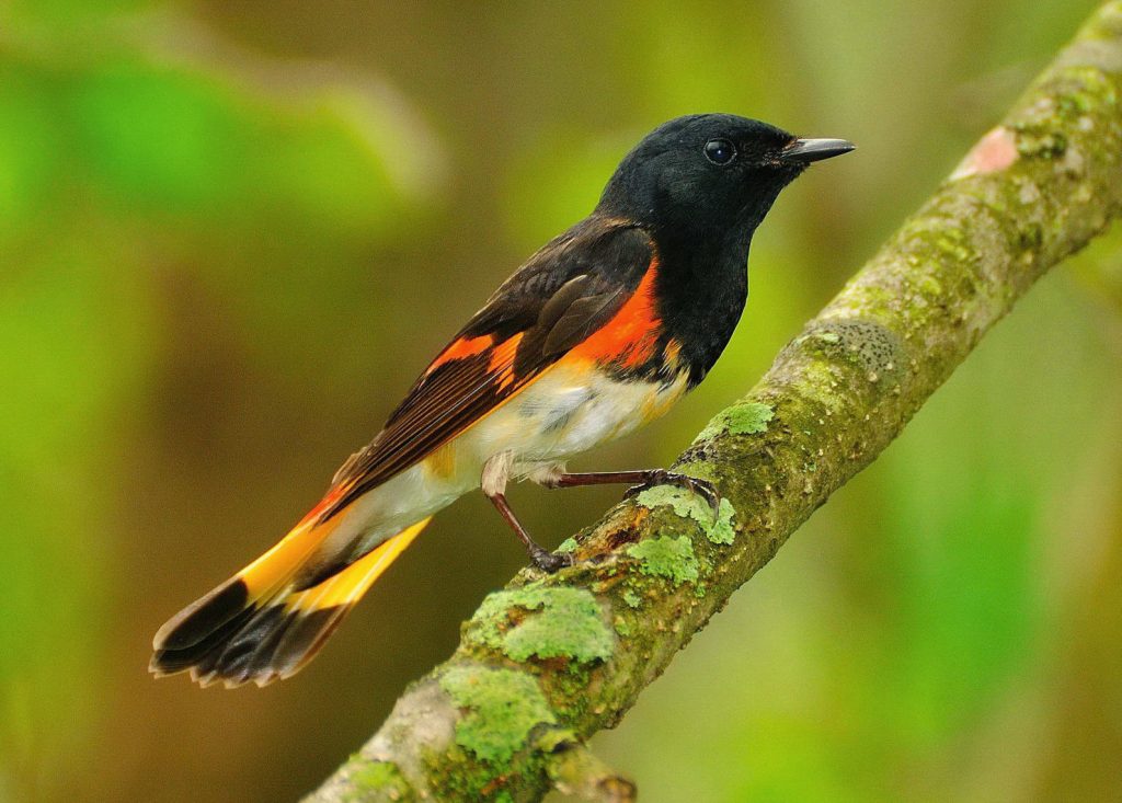 Red, Orange, and Yellow Birds of South Carolina