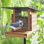 Setting up a Bird Feeder in Six Easy Steps