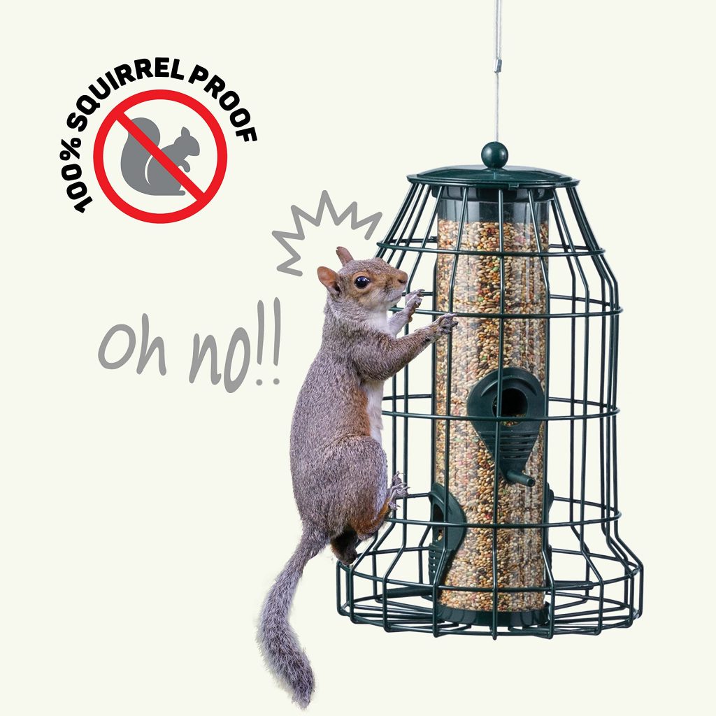 Squirrel-proof bird feeders enclosed in cages can prevent squirrels from getting in.