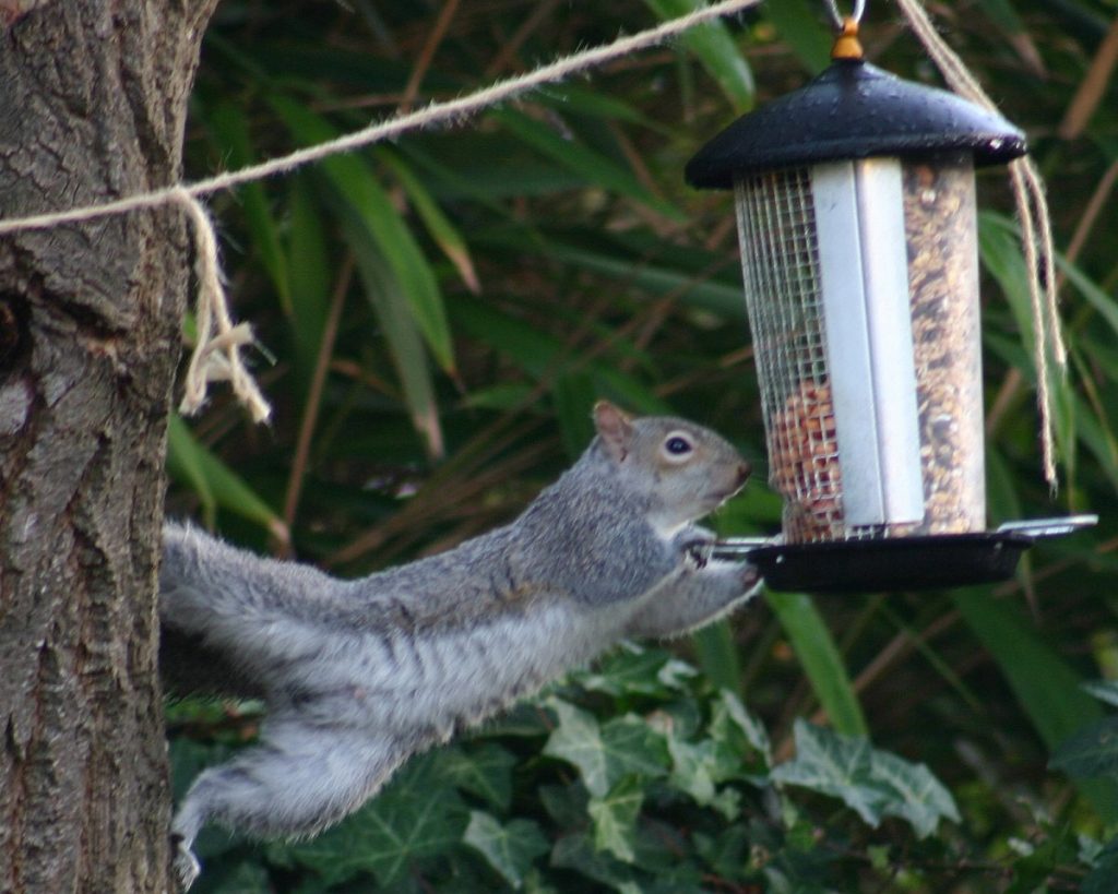 Squirrel-proof bird feeders enclosed in cages can prevent squirrels from getting in.