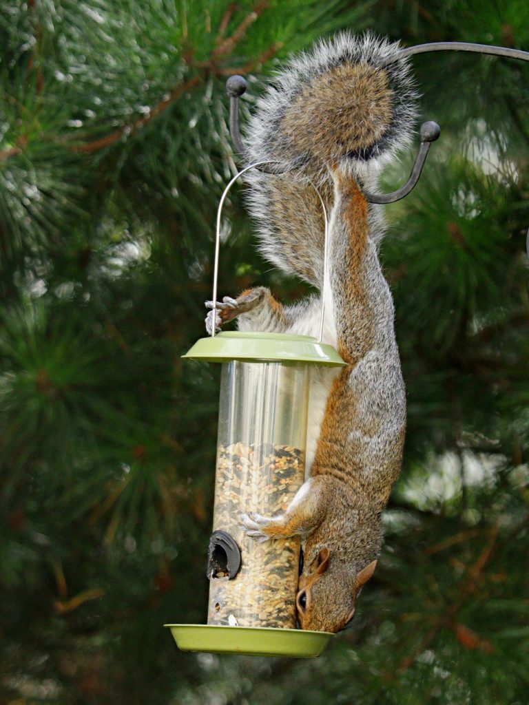 Squirrel-proof bird feeders enclosed in cages can prevent squirrels from getting in.