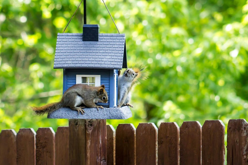 Squirrel-proof bird feeders enclosed in cages can prevent squirrels from getting in.