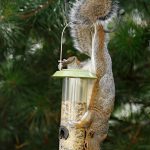 Squirrel-proof bird feeders enclosed in cages can prevent squirrels from getting in.