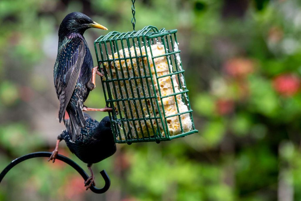 Suet Feeders: Attracting a Variety of Birds to Your Backyard