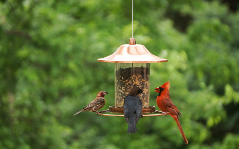 Suet Feeders: Attracting a Variety of Birds to Your Backyard