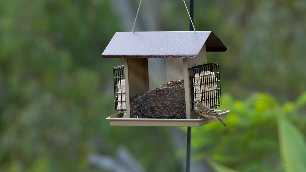 Suet Feeders: Attracting a Variety of Birds to Your Backyard