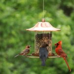 Suet Feeders: Attracting a Variety of Birds to Your Backyard