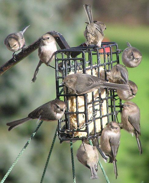 Suet Feeders: Attracting a Variety of Birds to Your Backyard