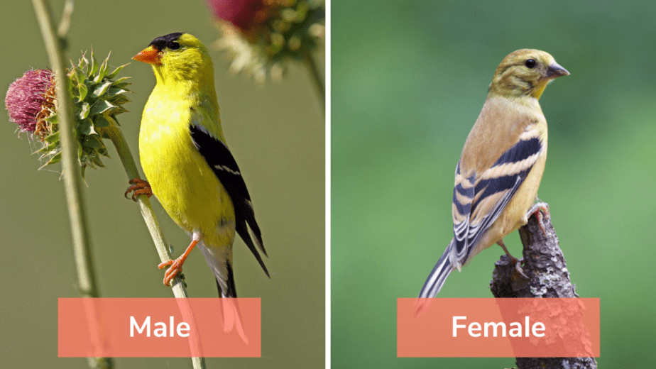 The 455 Species of Birds in Wisconsin