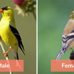 The 455 Species of Birds in Wisconsin