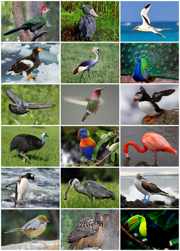 The 455 Species of Birds in Wisconsin