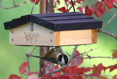 The Best Bird Feeders to Attract Small Birds