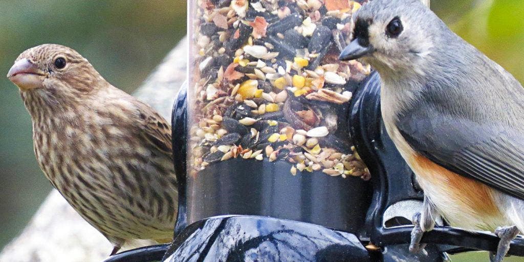 The Best Bird Feeders to Attract Small Birds