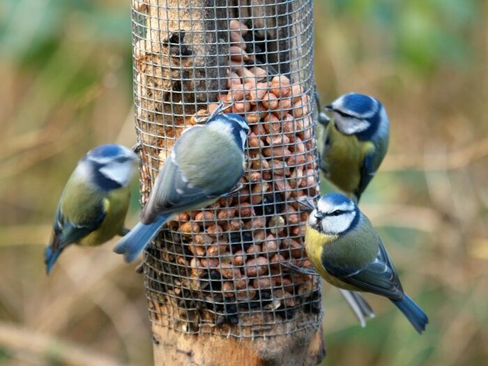 The Best Bird Feeders to Attract Small Birds