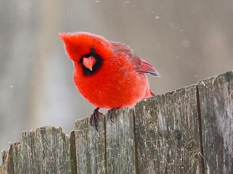 The Bright Red Birds: The Northern Cardinals