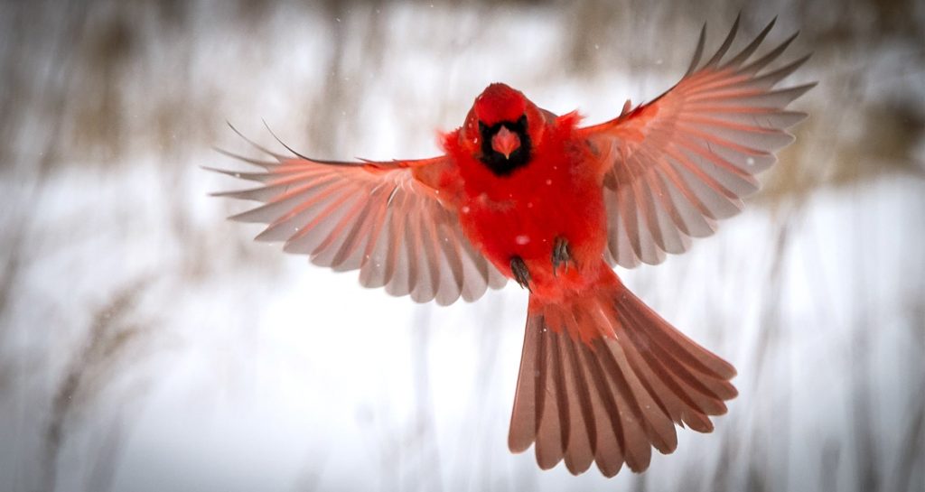 The Bright Red Birds: The Northern Cardinals