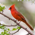 The Bright Red Birds: The Northern Cardinals