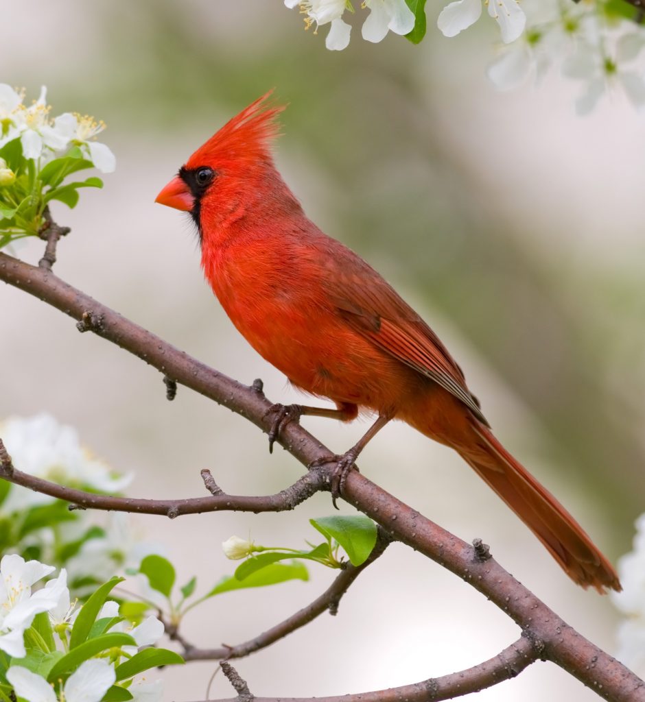 The Bright Red Birds: The Northern Cardinals