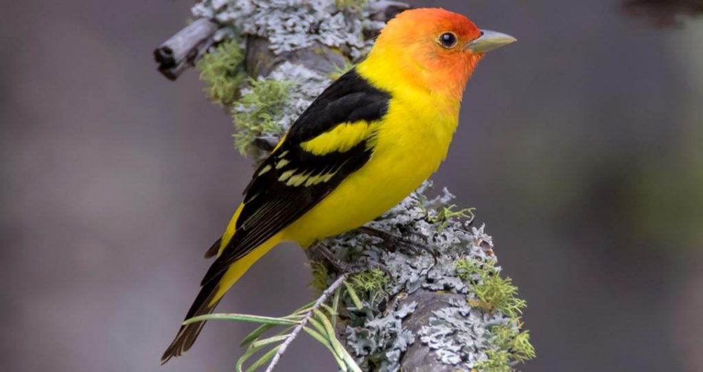 The Colors of Washington: Red, Orange, and Yellow Birds