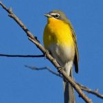 The Colors of Washington: Red, Orange, and Yellow Birds