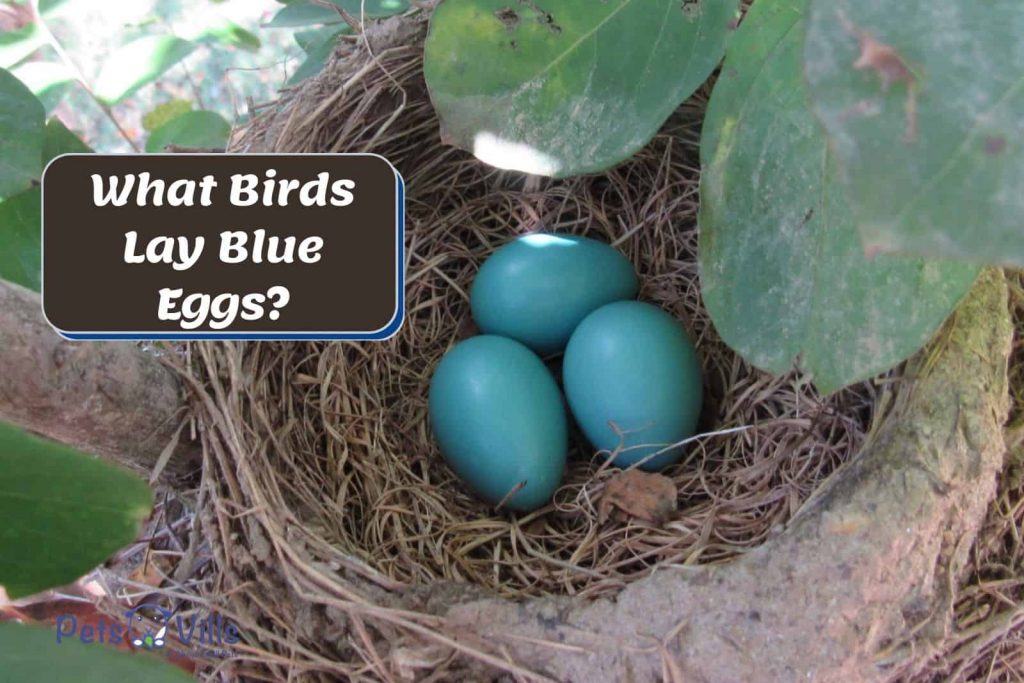 The Diversity of Birds that Lay Blue Eggs