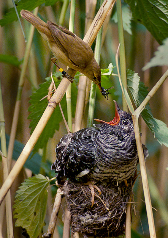 The Diversity of Birds that Lay Blue Eggs