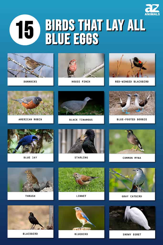 The Diversity Of Birds That Lay Blue Eggs 3 