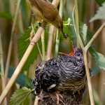 The Diversity of Birds that Lay Blue Eggs