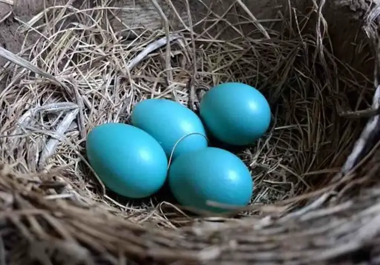 The Diversity of Birds that Lay Blue Eggs