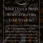 The Interpretations of a Bird Hitting Your Window