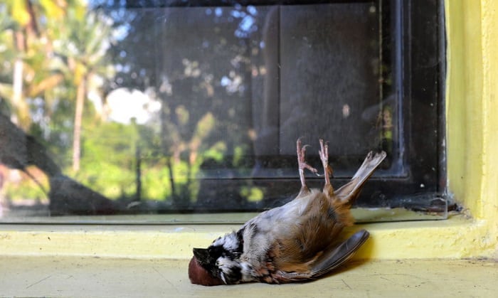 The Interpretations of a Bird Hitting Your Window