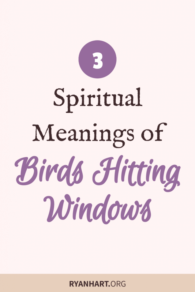 The Interpretations of a Bird Hitting Your Window