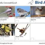 The Most Common Backyard Birds in Connecticut